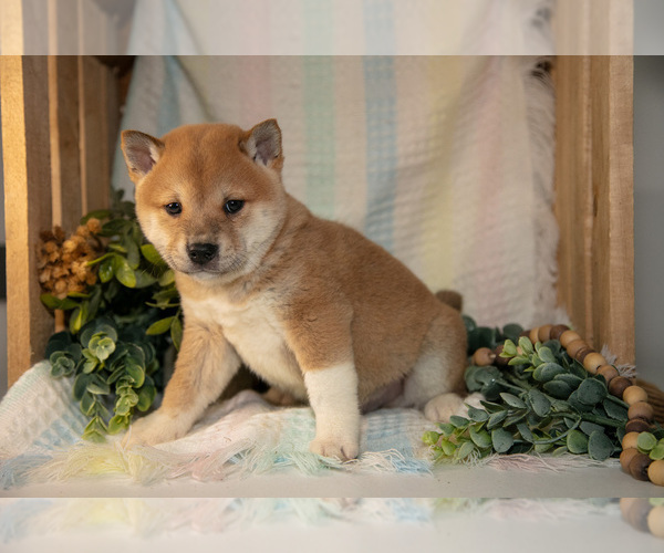 Medium Photo #10 Shiba Inu Puppy For Sale in TOPEKA, IN, USA