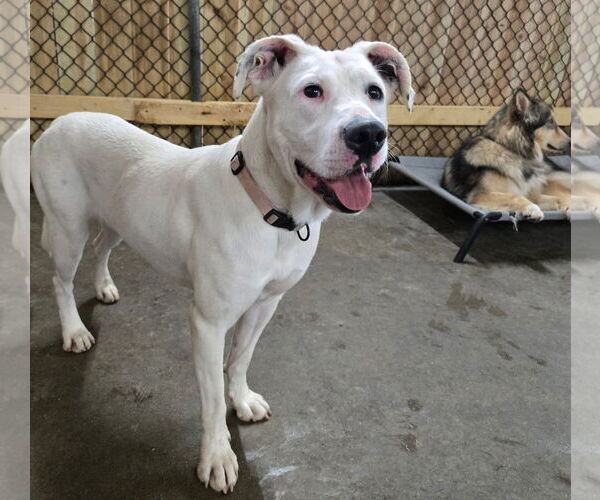 Medium Photo #15 Boxer-Unknown Mix Puppy For Sale in Germantown, OH, USA