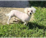 Small #3 Bichon Frise
