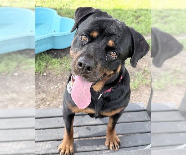 Medium Photo #2 Rottweiler Puppy For Sale in Palmetto, FL, USA