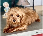 Small #5 Cavapoo (Miniature)