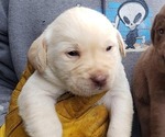 Puppy Champagne Male Labrador Retriever