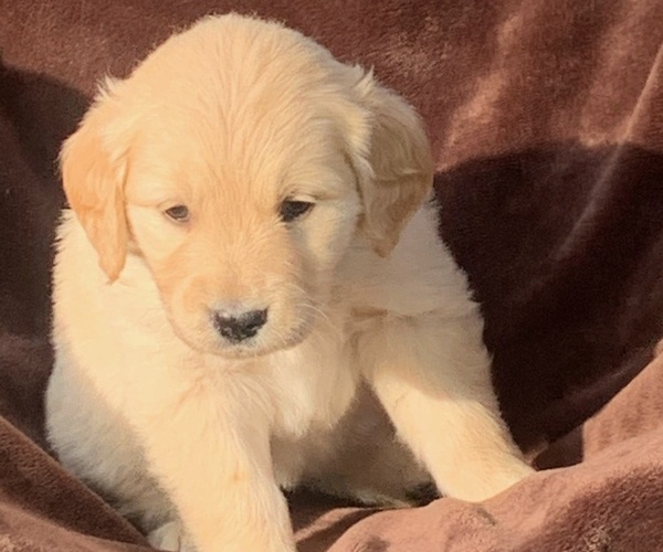 Medium Photo #1 English Cream Golden Retriever-Poodle (Standard) Mix Puppy For Sale in BENTON, KS, USA