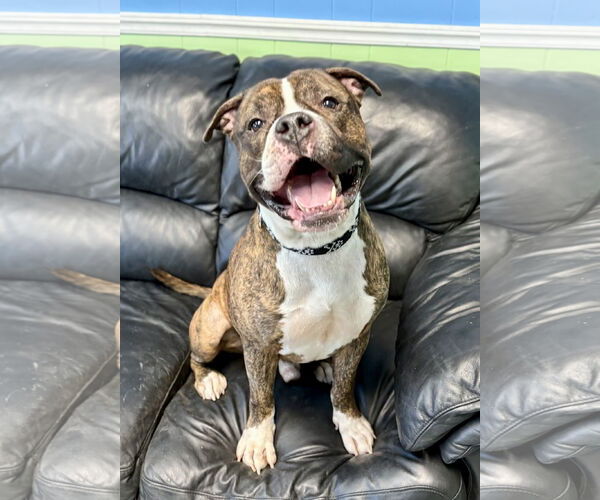 Medium Photo #1 American Pit Bull Terrier-Unknown Mix Puppy For Sale in Spring Lake, NJ, USA