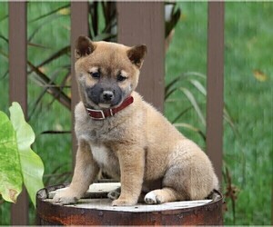 Shiba Inu Puppy for sale in FREDERICKSBG, OH, USA
