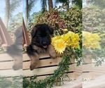 Small Photo #4 German Shepherd Dog Puppy For Sale in WELLINGTON, FL, USA