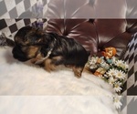 Small #2 Yorkshire Terrier