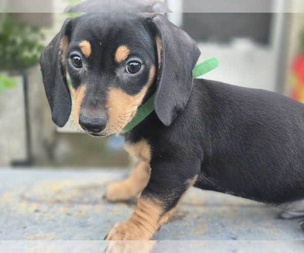 Medium Photo #2 Dachshund Puppy For Sale in CHOCTAW, OK, USA