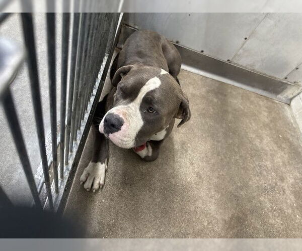 Medium Photo #1 American Pit Bull Terrier-Unknown Mix Puppy For Sale in San Bernardino, CA, USA