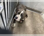 Small American Pit Bull Terrier Mix