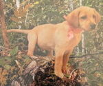 Small #4 Labrador Retriever