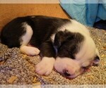Small Photo #41 American Pit Bull Terrier-Labrador Retriever Mix Puppy For Sale in MOORESBORO, NC, USA