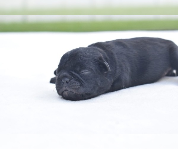 Medium Photo #3 Pug Puppy For Sale in PALM COAST, FL, USA