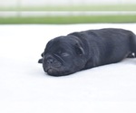 Small #2 Pug