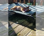 Small Photo #5 Chihuahua-Unknown Mix Puppy For Sale in Mount Laurel, NJ, USA