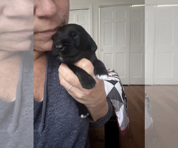 Medium Photo #2 Goldendoodle Puppy For Sale in EXETER, RI, USA