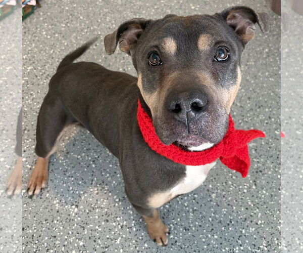 Medium Photo #6 Mutt Puppy For Sale in Clarkston, MI, USA