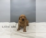Small #1 Golden Retriever