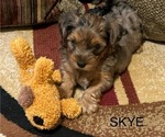 Puppy 2 Yorkshire Terrier