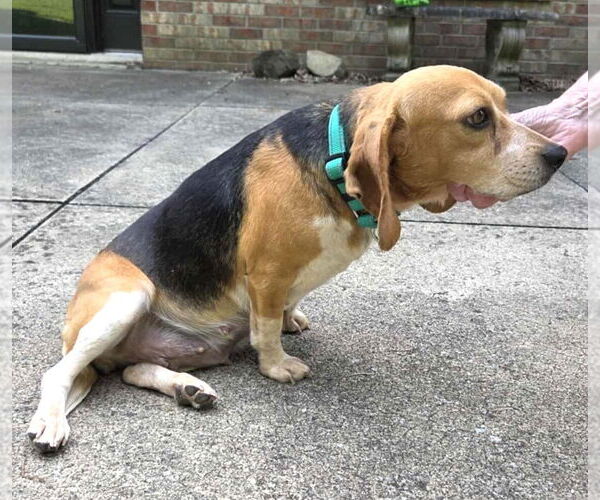 Medium Photo #6 Beagle Puppy For Sale in Dunnellon, FL, USA