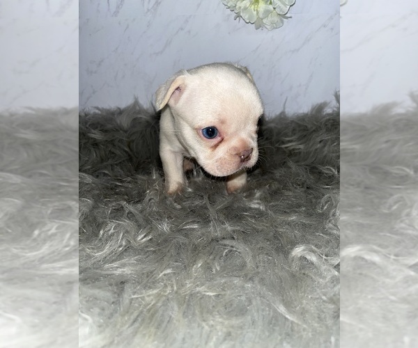 Medium Photo #9 French Bulldog Puppy For Sale in PHOENIX, AZ, USA