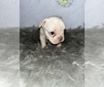 Puppy 10 French Bulldog