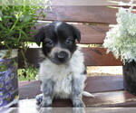 Small Photo #7 Huskimo Puppy For Sale in KALAMAZOO, MI, USA