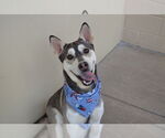 Small #1 Huskies  Mix
