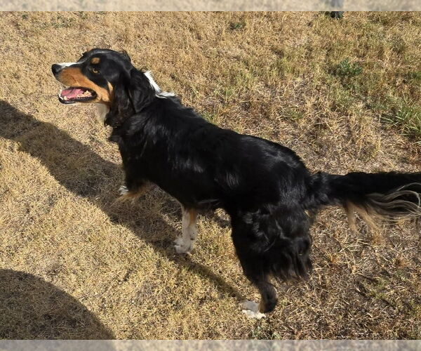 Medium Photo #2 Australian Shepherd-Unknown Mix Puppy For Sale in Grafton, WI, USA