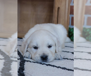 English Cream Golden Retriever Puppy for sale in SYRACUSE, IN, USA