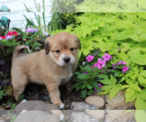 Australian Shepherd-Siberian Husky Mix Puppy for sale in SHILOH, OH, USA