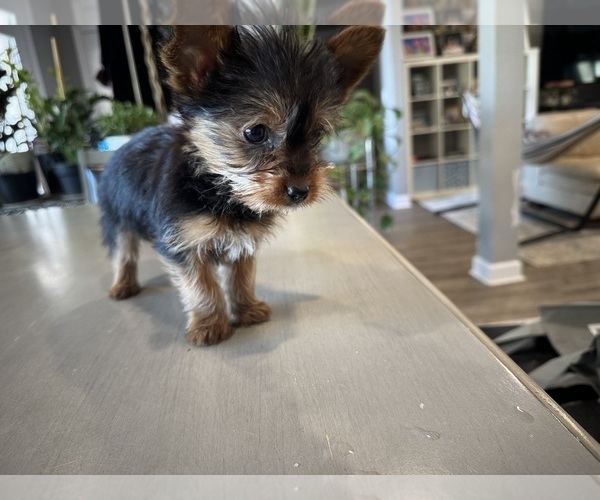 Medium Photo #3 Yorkshire Terrier Puppy For Sale in BROOKLAND, AR, USA