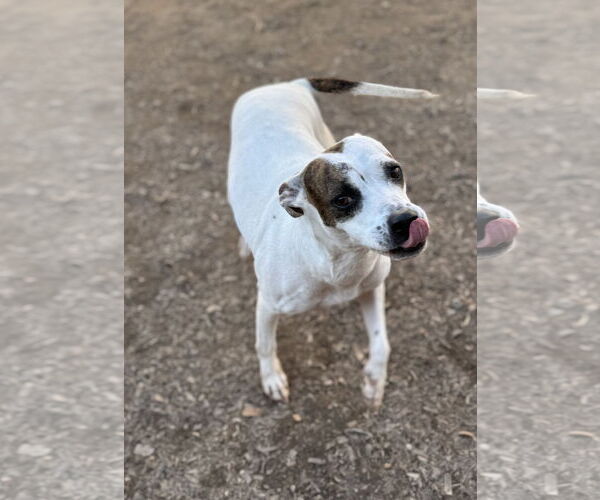 Medium Photo #5 American Pit Bull Terrier-Unknown Mix Puppy For Sale in Corning, AR, USA