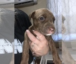 Puppy 6 American Staffordshire Terrier-Rottweiler Mix