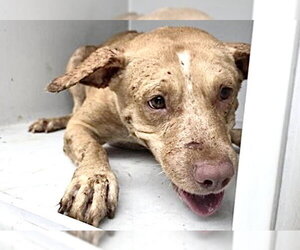 Labrador Retriever-Unknown Mix Dogs for adoption in Houston, TX, USA