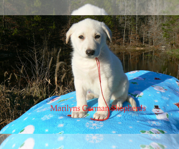 Medium Photo #6 German Shepherd Dog Puppy For Sale in PIEDMONT, MO, USA