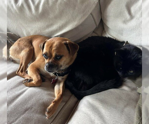 Medium Photo #4 Puggle Puppy For Sale in San Diego, CA, USA