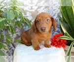 Small #3 Dachshund