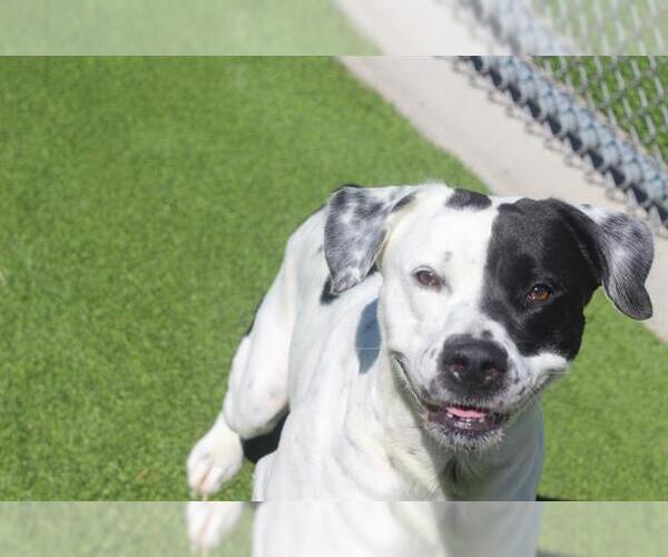 Medium Photo #2 Labrador Retriever-Unknown Mix Puppy For Sale in Grand Prairie, TX, USA