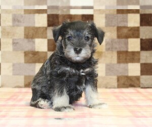 Schnauzer (Miniature) Puppy for sale in DENVER, PA, USA