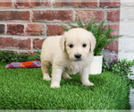 Small #1 English Cream Golden Retriever