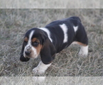 Small #8 Basset Hound