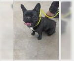 Small #2 French Bulldog Mix