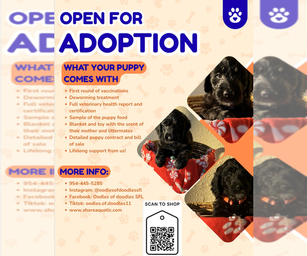 Medium Photo #1 Goldendoodle Puppy For Sale in FORT LAUDERDALE, FL, USA