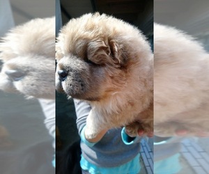 Chow Chow Puppy for sale in JERSEY CITY, NJ, USA