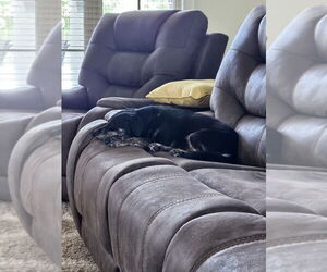 Dachshund-Unknown Mix Dogs for adoption in Abbeville, LA, USA