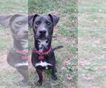 Small #2 Labrador Retriever Mix