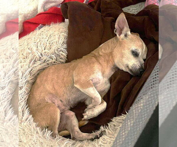 Medium Photo #7 Chihuahua Puppy For Sale in Boonton, NJ, USA