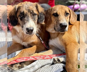 Henry - Male Mutt Dog for Adoption - Photo #5