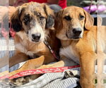Small Photo #5 Mutt Puppy For Sale in Canton, CT, USA